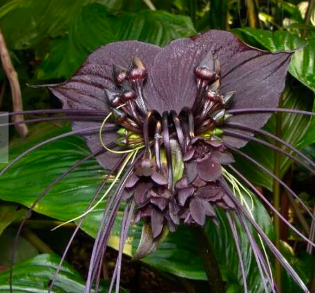 Bat Flower Plant