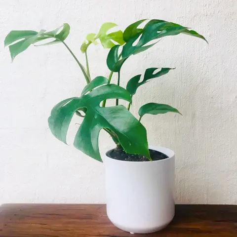 Mini monstera plant