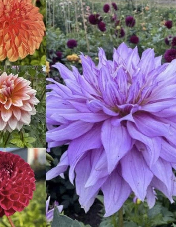 Roselily 'Samantha' (Double Oriental Lily, Lilium) - Firefly Farms