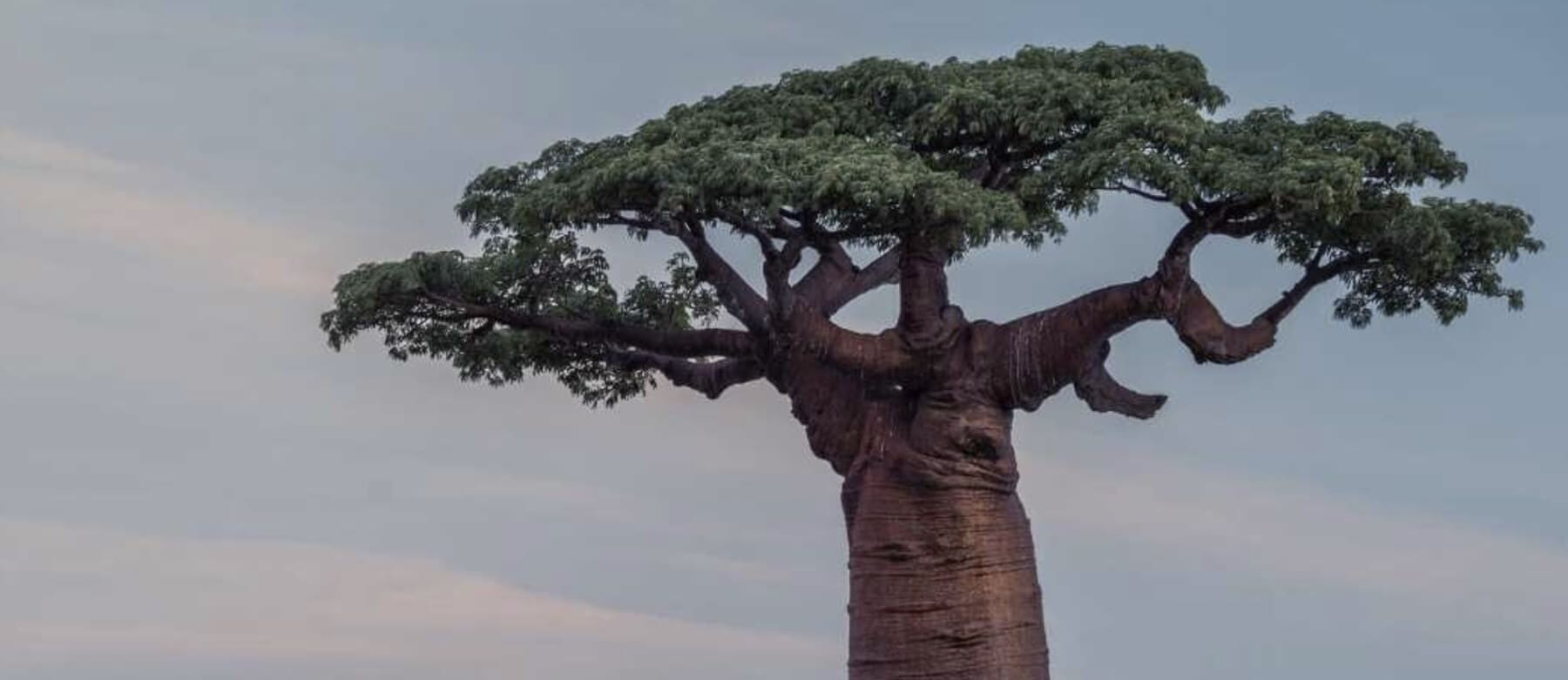 Baraka Shea Butter