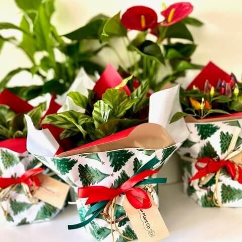 Gift hamper with plants and extra goodies