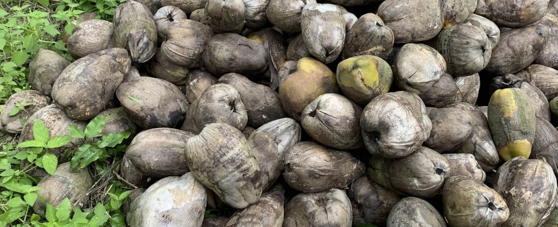 Baraka Shea Butter