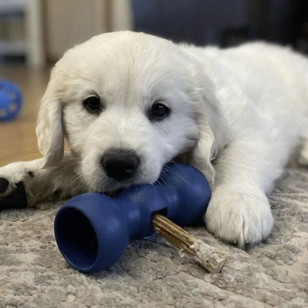 World's Safest Bully Stick & Long-Term Chew Holder