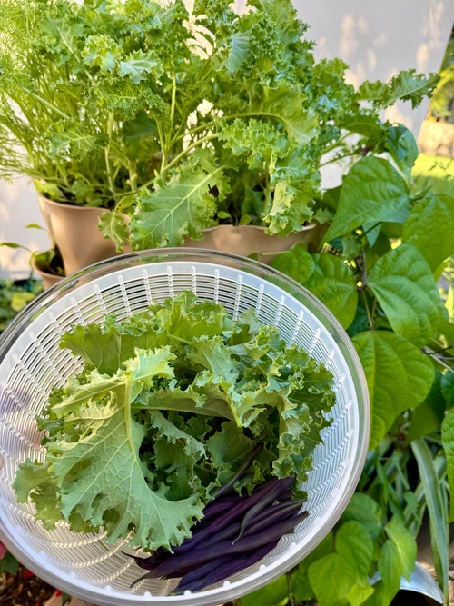 Bok Choy Choko hybrid - Garden Tower® Project