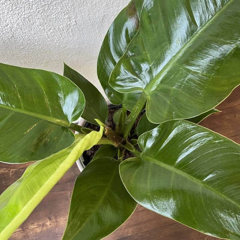 Philodendron Imperial Green plant