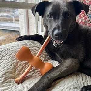 dog using a bow wow buddy with bully sticks