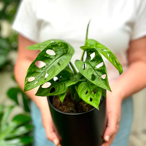 Monstera monkey Mask plant