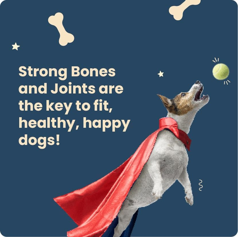 strong bones dog