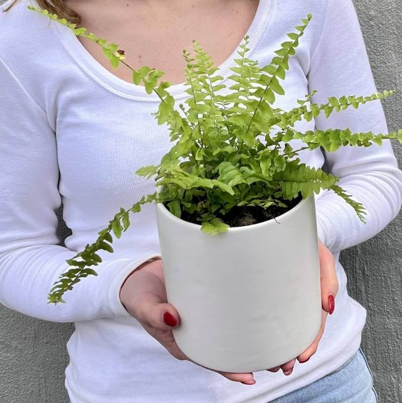 Boston Fern