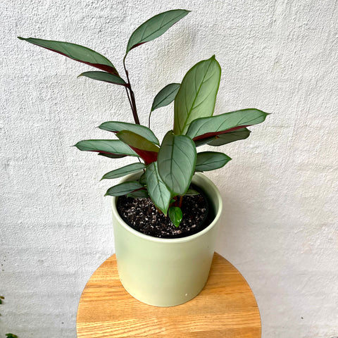 Ctenanthe Grey Star plant