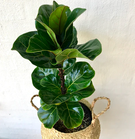 Fiddle Leaf Fig plant