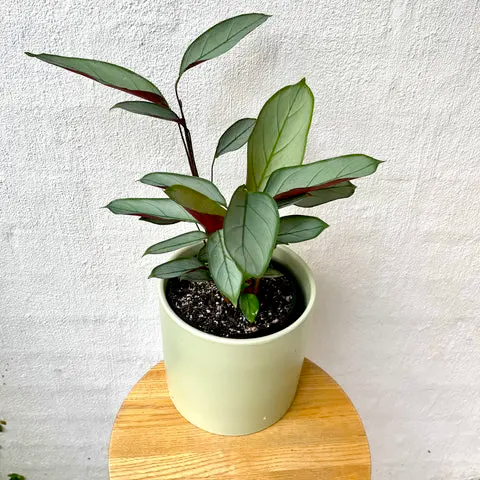 Ctenanthe Grey Star