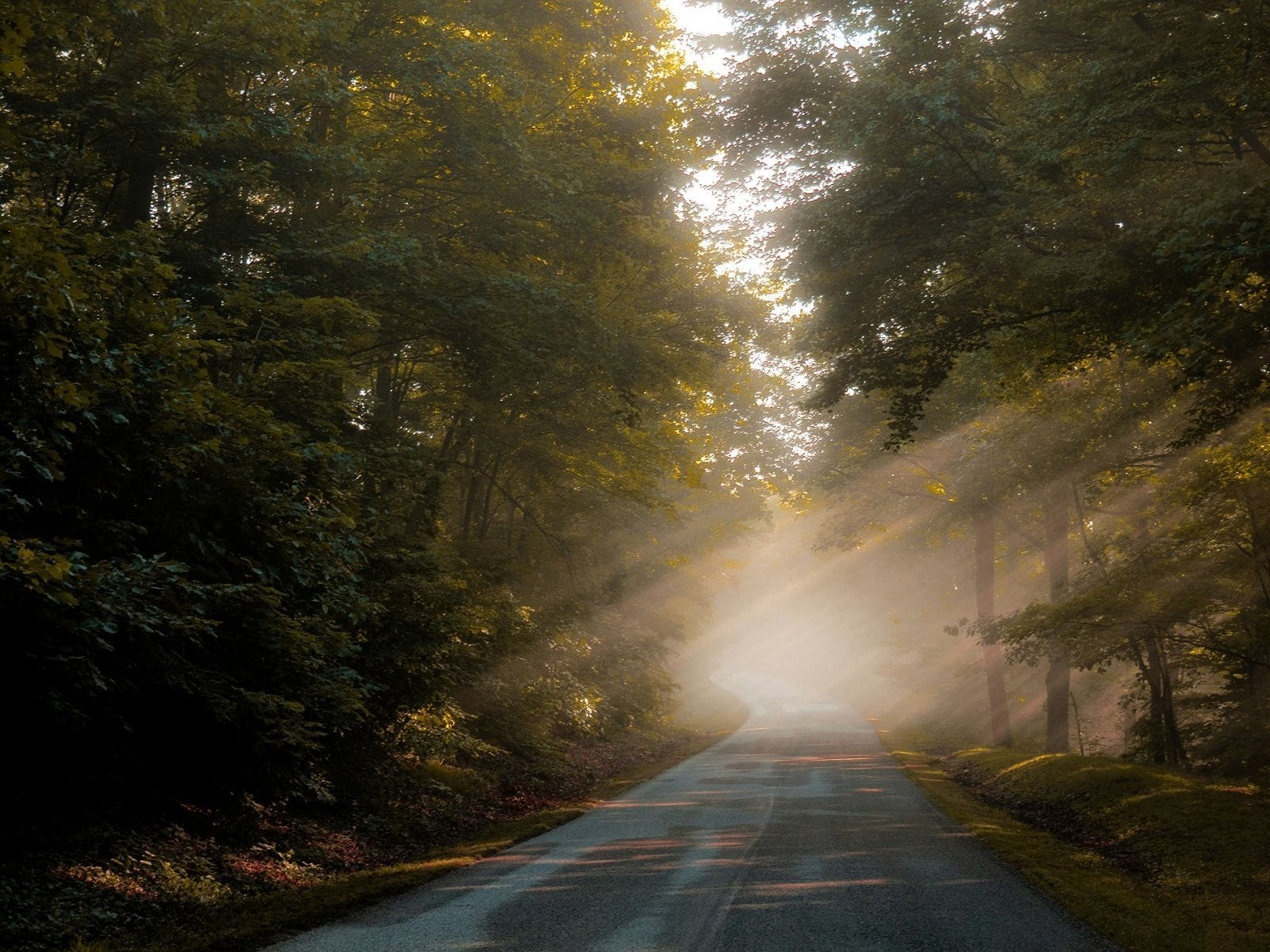 Sun beams through the trees on the Blue Ridge Parkway.