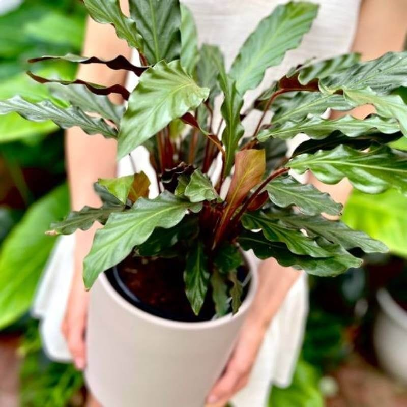 Furry Feather Calathea