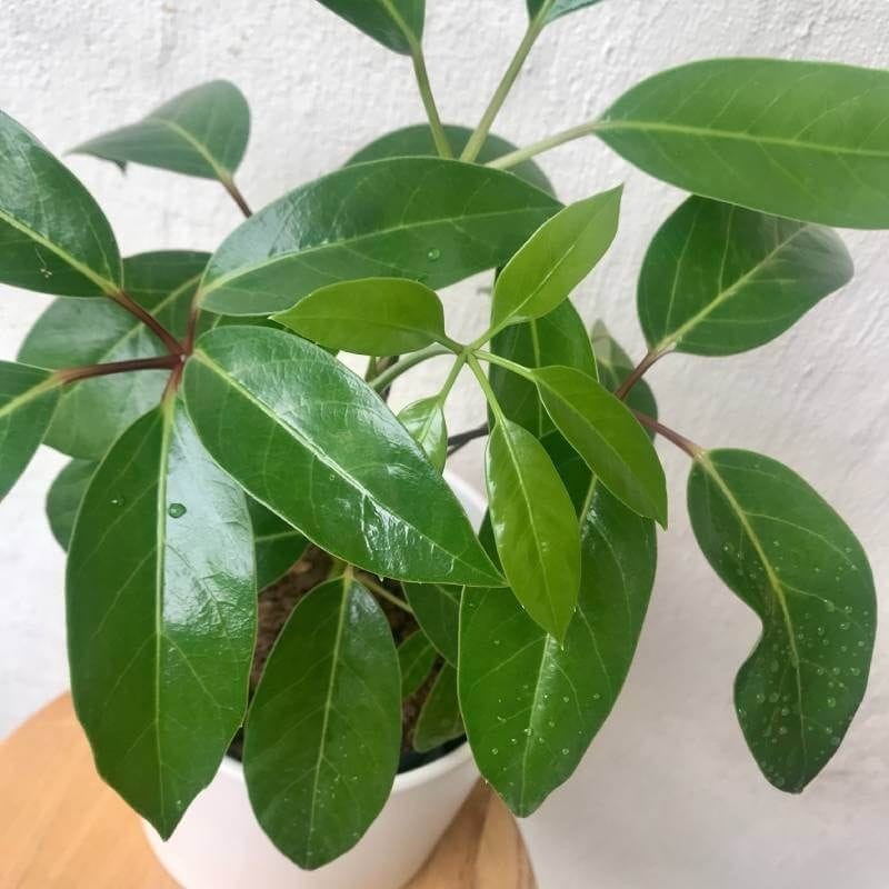 Umbrella Plant