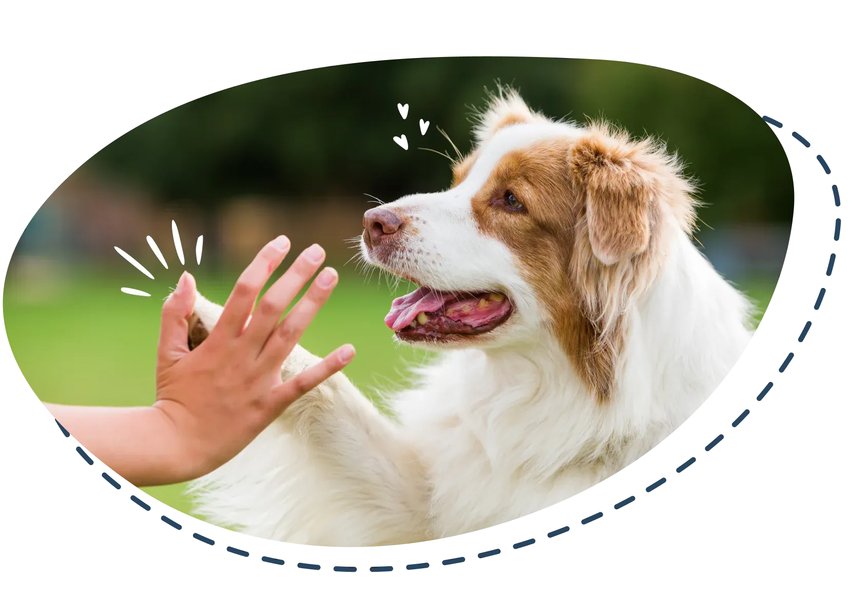 dog giving high-five