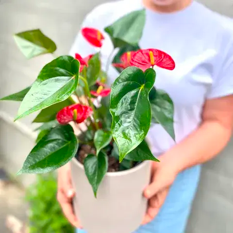 Anthurium Plant