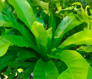 Birds Nest Fern