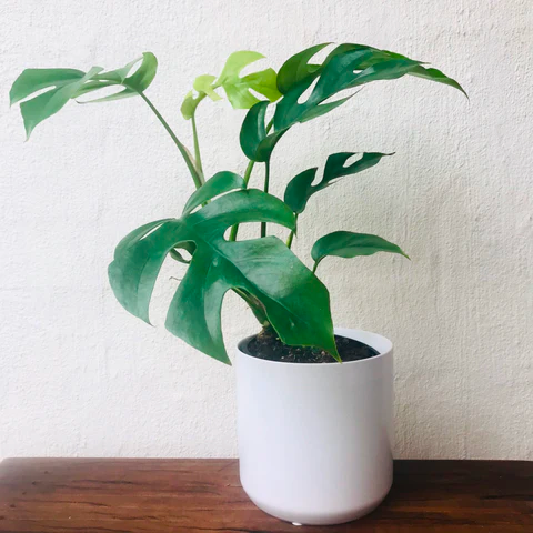 Mini Monstera plant