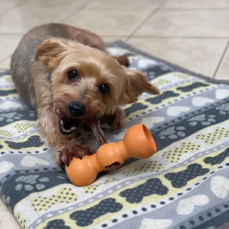 dog using a bow wow buddy