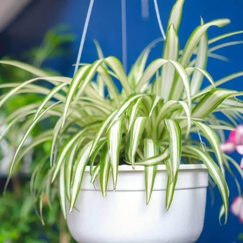 Spider Plant