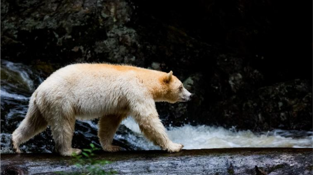Air Canada airplane in flight over mountains at sunset.