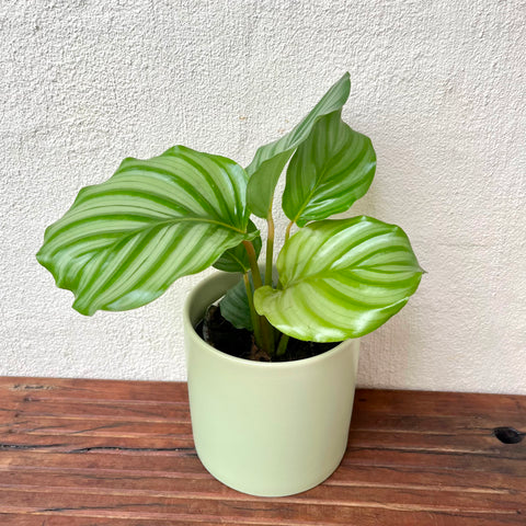 Calathea Orbifolia plant