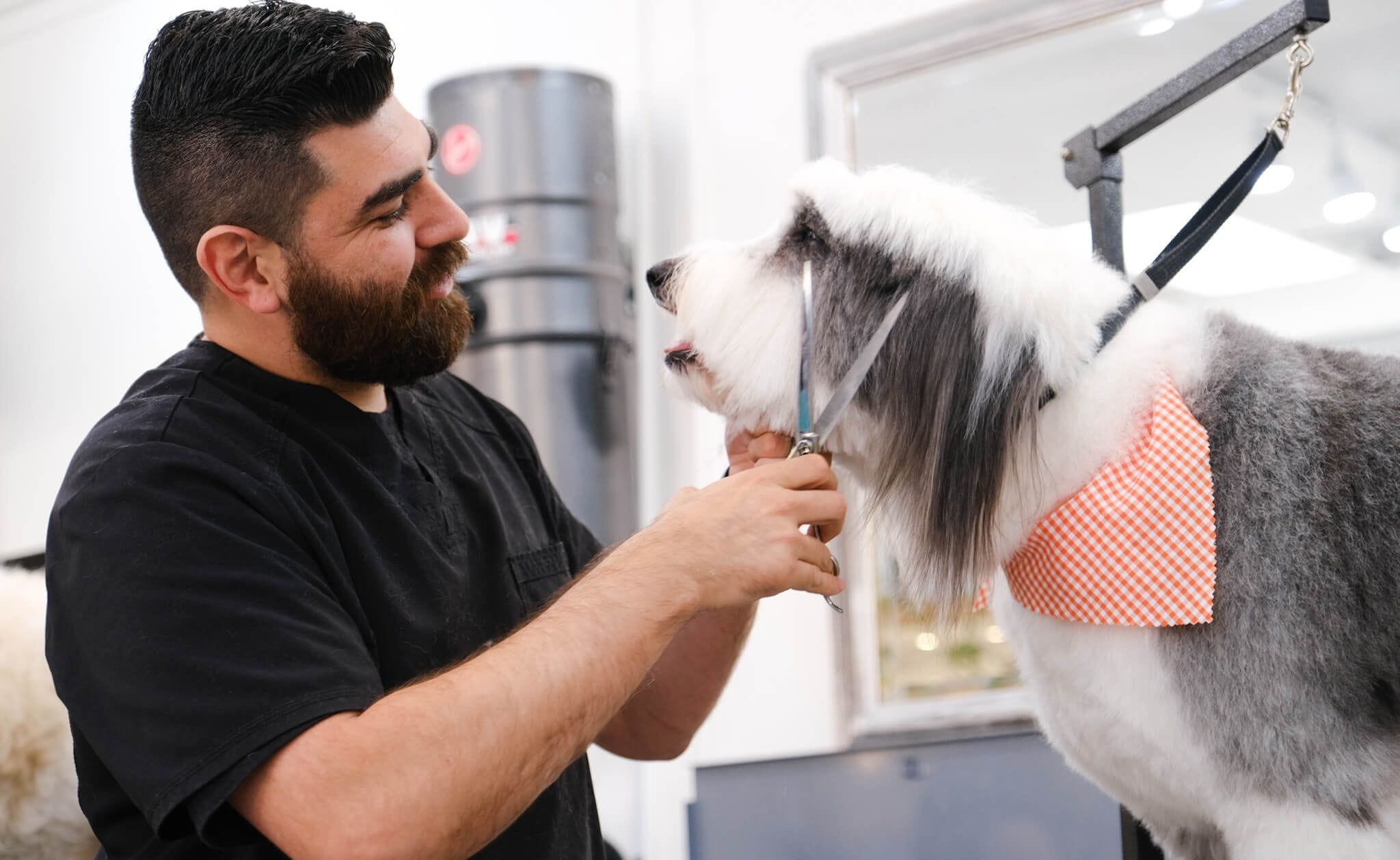 A young woman pet grooming a white dog