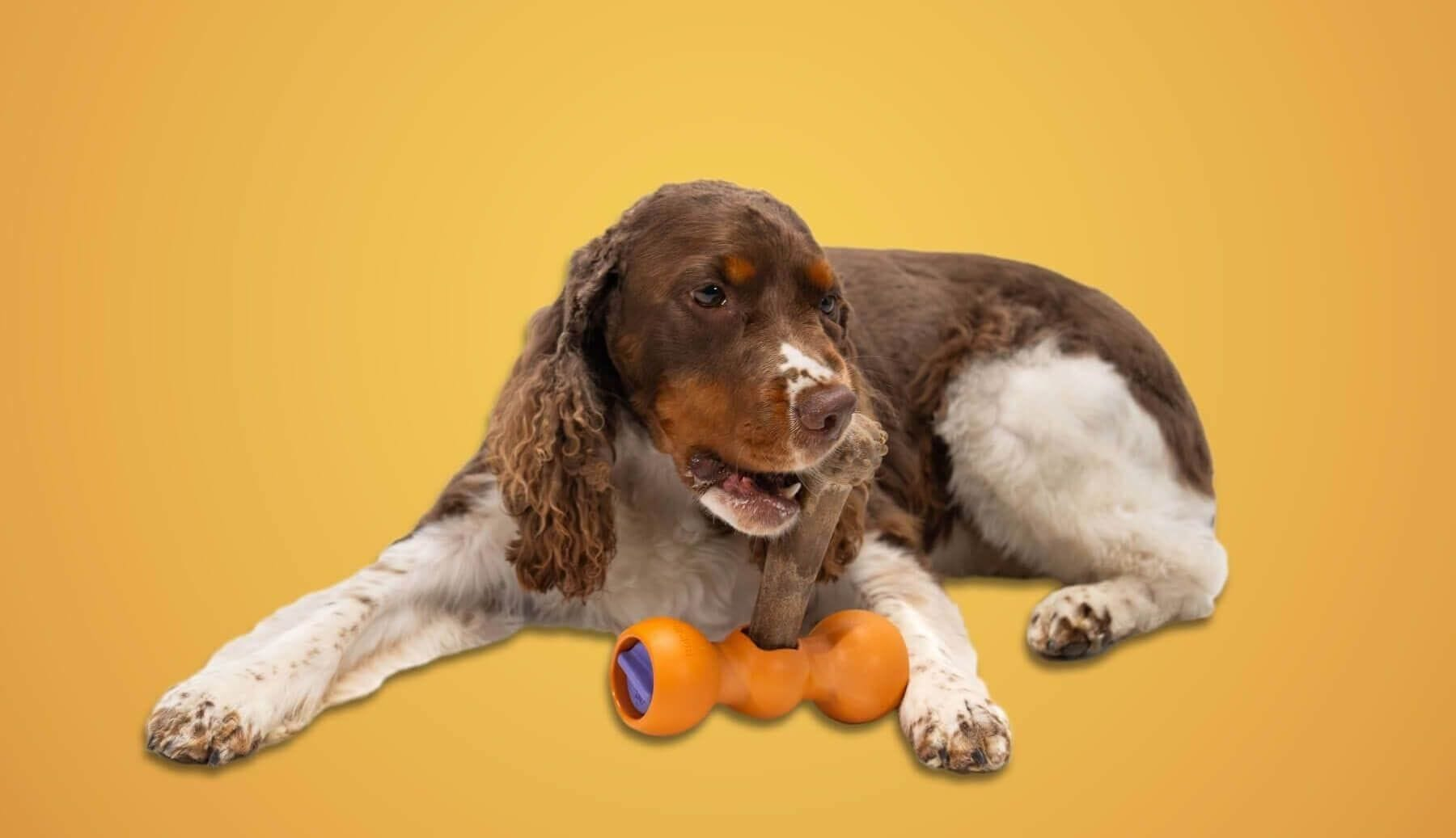 dog using a bow wow buddy