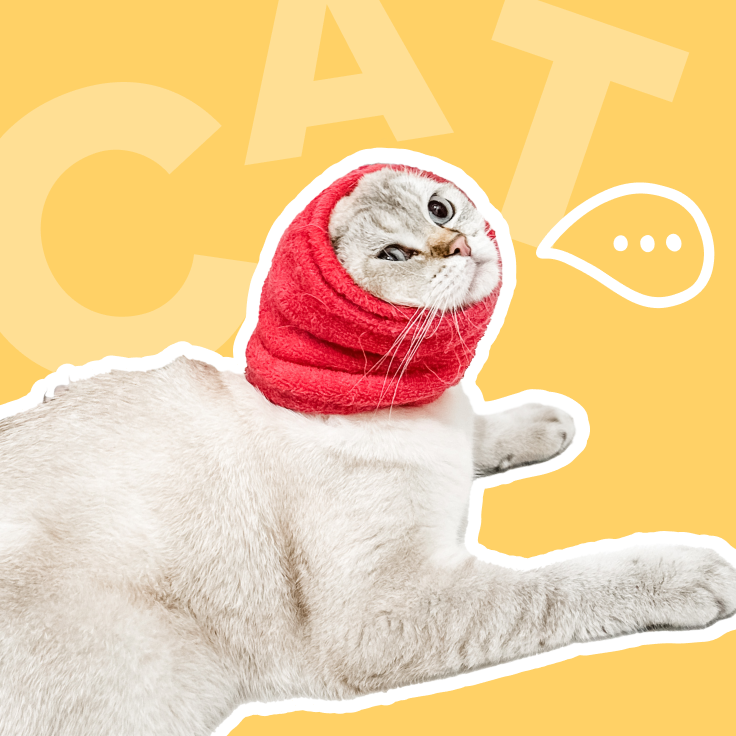 Image of a cat with a red hat