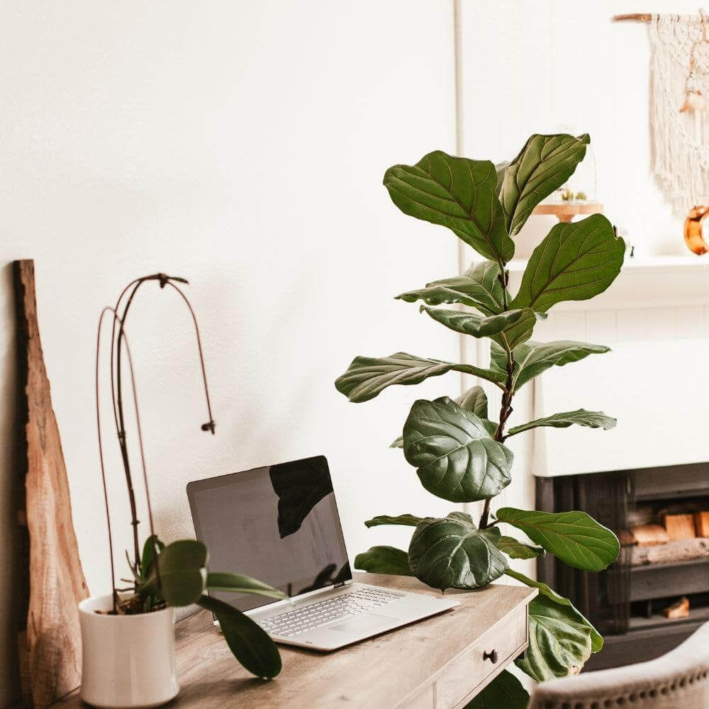 Plants on office desk