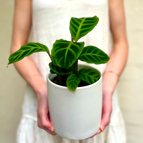 Calathea Zebrina plant