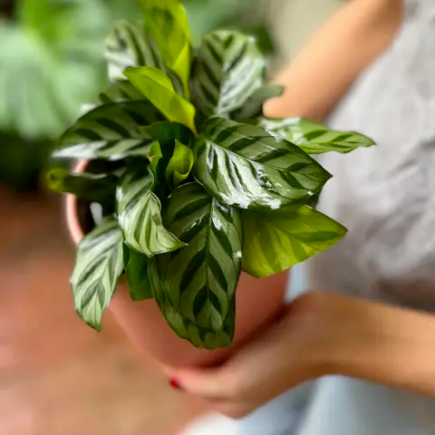 Calathea Freddie