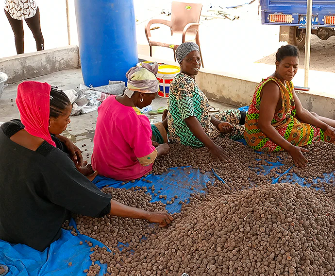 shea sorting