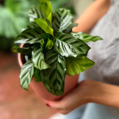 Calathea Freddie Plant