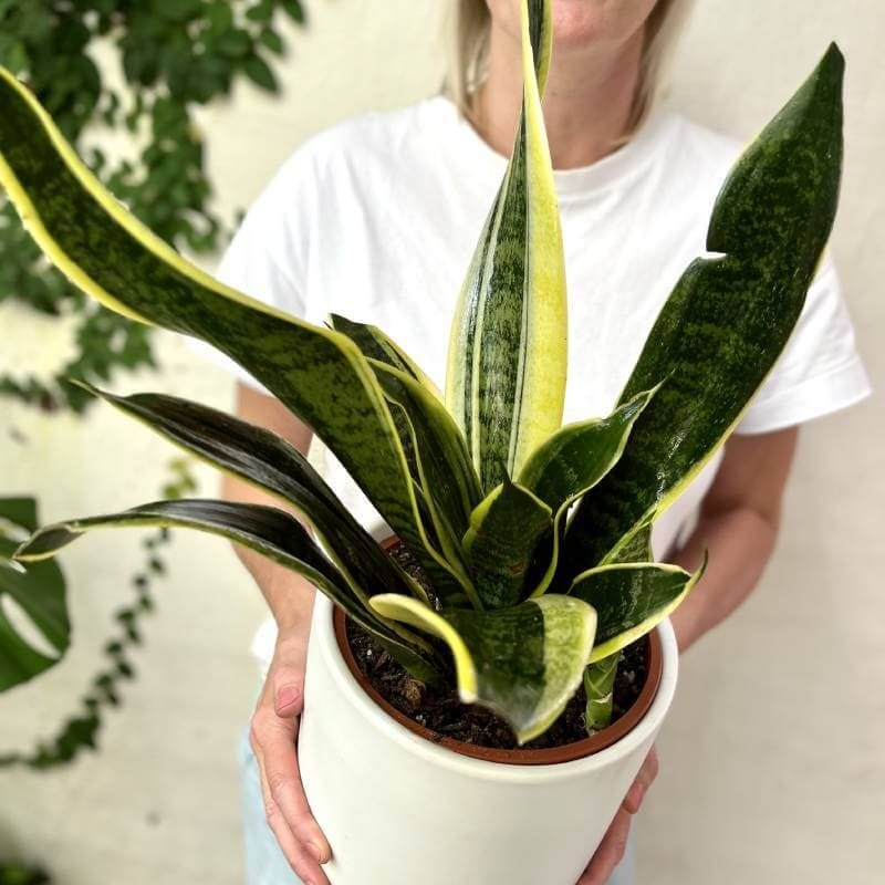 Snake Plant