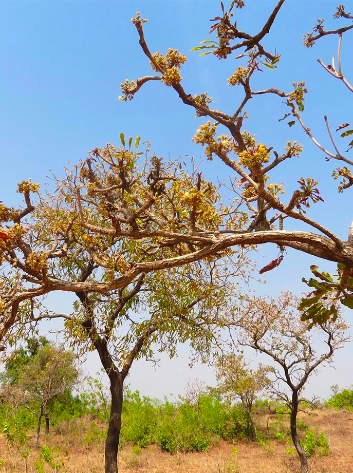 shea tree