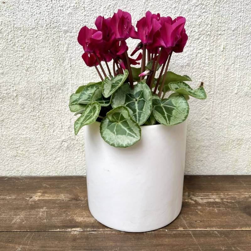 Cyclamen Plant