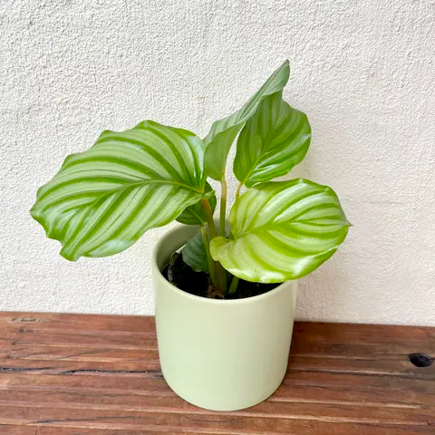 Calathea Orbifolia