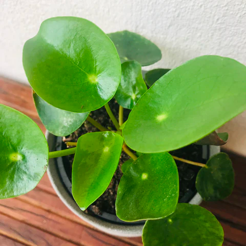 Chinese money plant