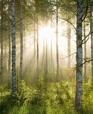 sunrise forest wallpaper mural
