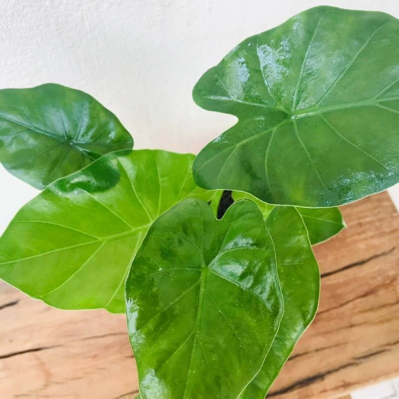 Elephant Ears Plant