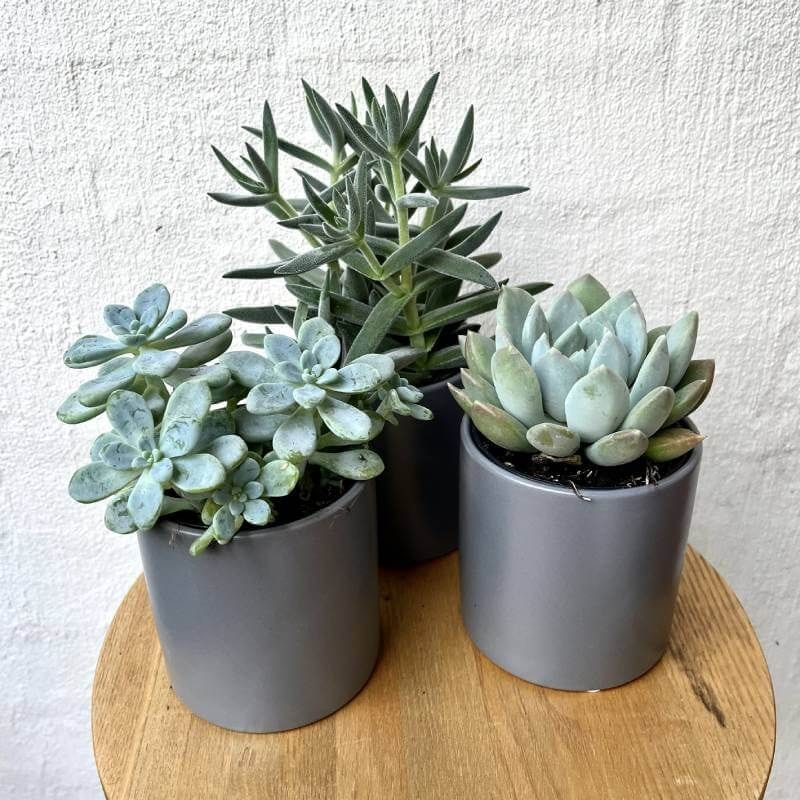 Succulents