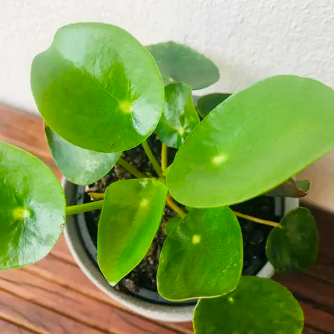 Chinese Money Plant