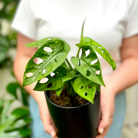 Monstera Monkey Mask Plant