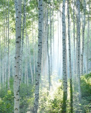 birch forest wallpaper mural