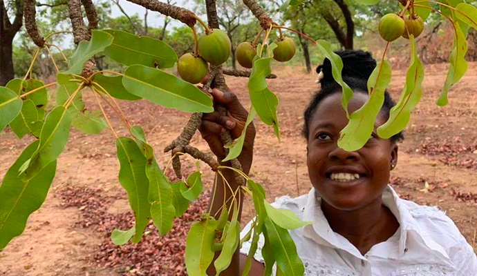 shea tree