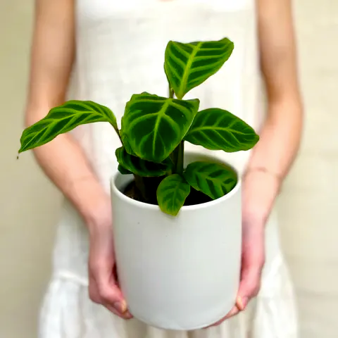 Calathea Zebrina