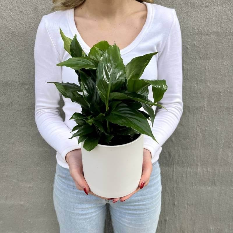 Peace Lilly Plant