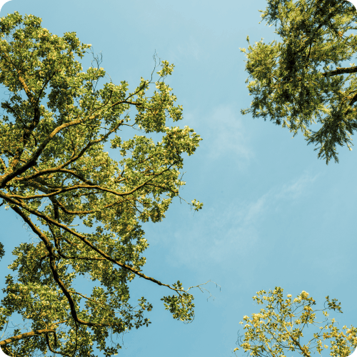 Leafy green treetops against a light blue sky